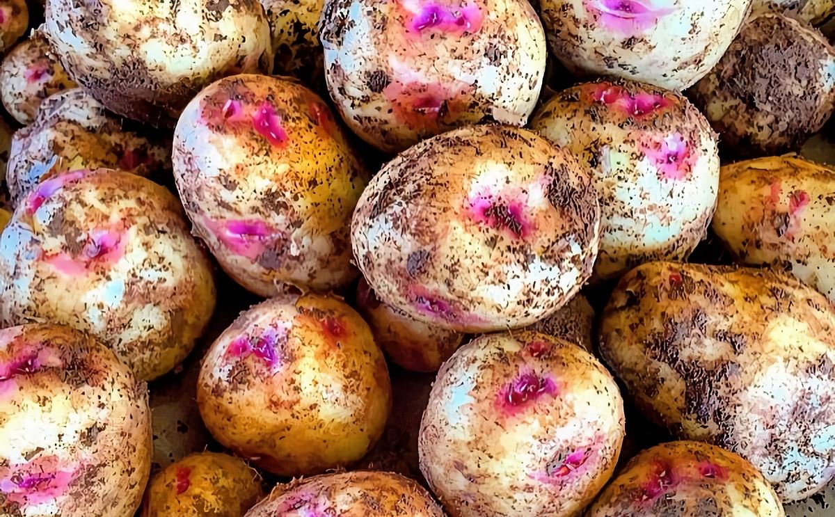 The yellow flesh potato with a splash of pink around its eyes makes the spuds look like they are smiling, said Johnny MacLean, which is the reason why he named the potatoes Smilin’ Eyes.