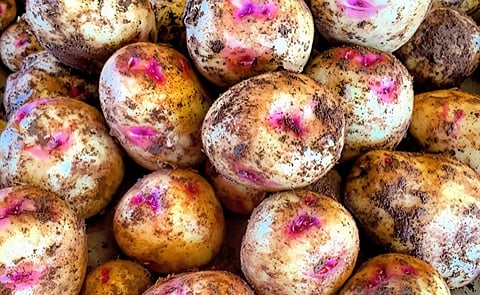 The yellow flesh potato with a splash of pink around its eyes makes the spuds look like they are smiling, said Johnny MacLean, which is the reason why he named the potatoes Smilin’ Eyes. The yellow flesh potato with a splash of pink around its eyes makes the spuds look like they are smiling, said Johnny MacLean, which is the reason why he named the potatoes Smilin’ Eyes.