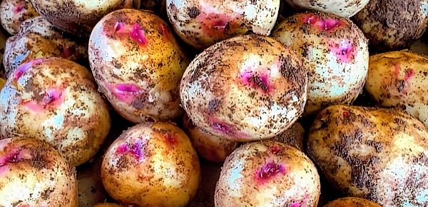 PEI potato farmer bets on Smilin' Eyes specialty variety
