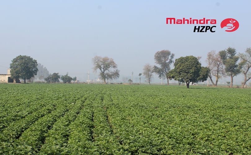 Today Mahindra HZPC is fastest growing seed potato company in India. Today Mahindra HZPC is fastest growing seed potato company in India.