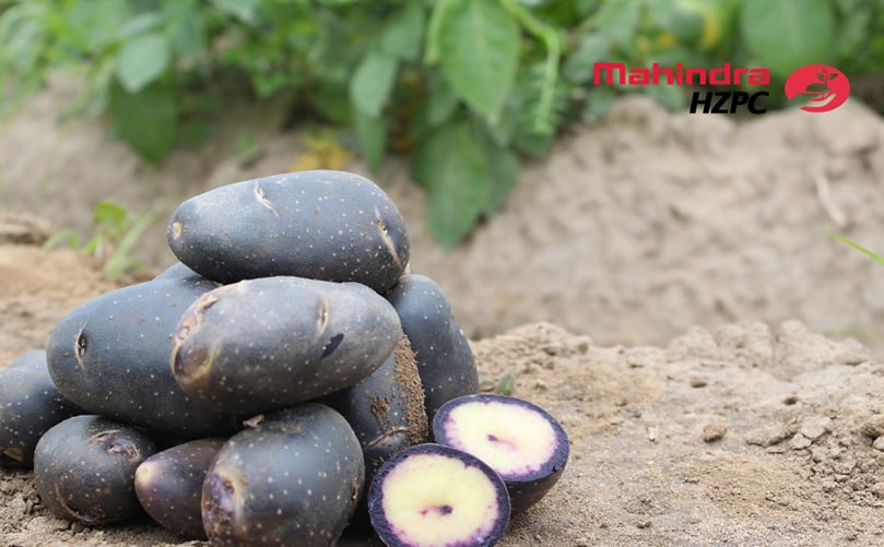 We took the lead in importing new European varieties and later on many other seed players from Europe have set foot in India. We took the lead in importing new European varieties and later on many other seed players from Europe have set foot in India.