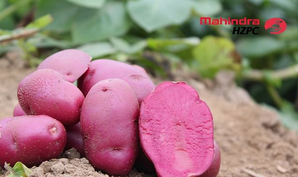 Mahindra HZPC brings colour to the potato sector in India