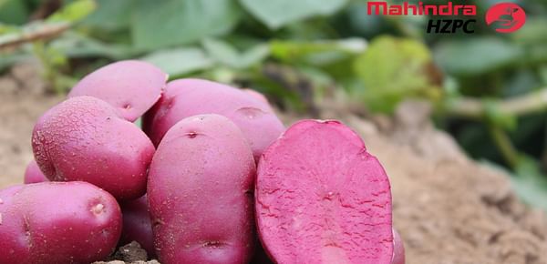 Mahindra HZPC brings colour to the potato sector in India