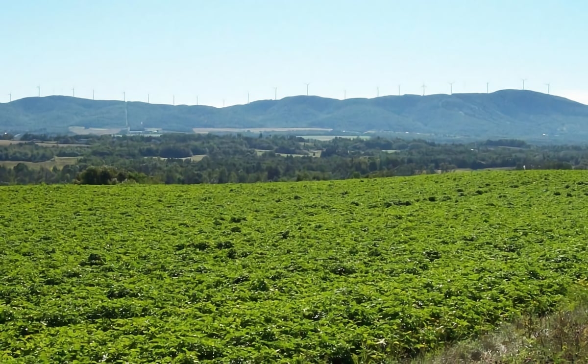 Maine potatoes healthy, despite heat and lack of rain, but the amount of precipitation remains a concern Maine potatoes healthy, despite heat and lack of rain, but the amount of precipitation remains a concern
