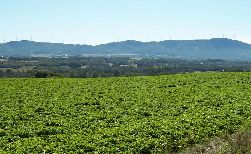 A potato field in Maine, near Mars Hill in 2013. (Courtesy: Agricultural Council of Maine)