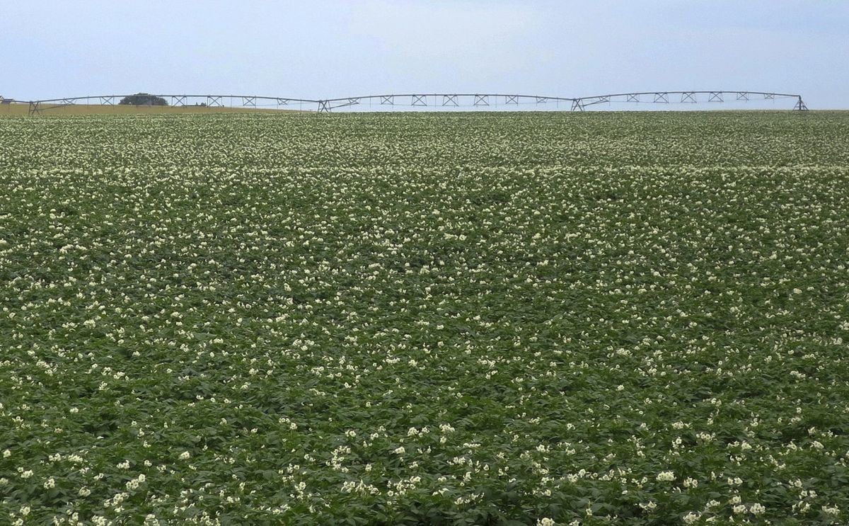 Potato fields in Fort Fairfield, Maine, with irrigation systems visible as farmers respond to drought conditions.
