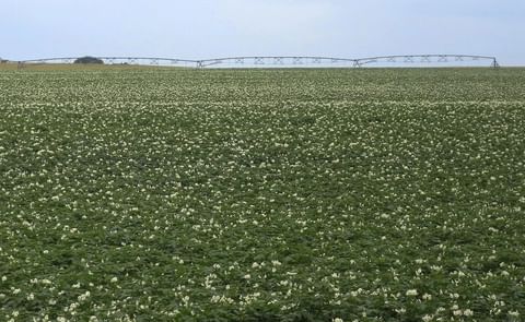 Potato fields in Fort Fairfield, Maine, with irrigation systems visible as farmers respond to drought conditions. Potato fields in Fort Fairfield, Maine, with irrigation systems visible as farmers respond to drought conditions.