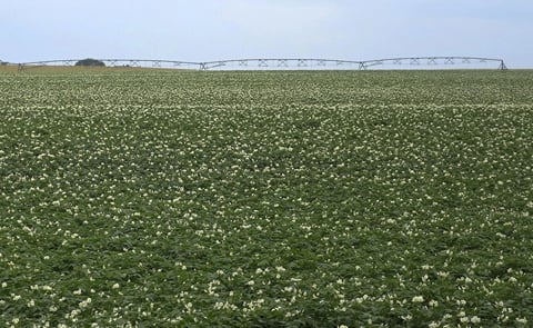 Potato fields in Fort Fairfield, Maine, with irrigation systems visible as farmers respond to drought conditions. Potato fields in Fort Fairfield, Maine, with irrigation systems visible as farmers respond to drought conditions.