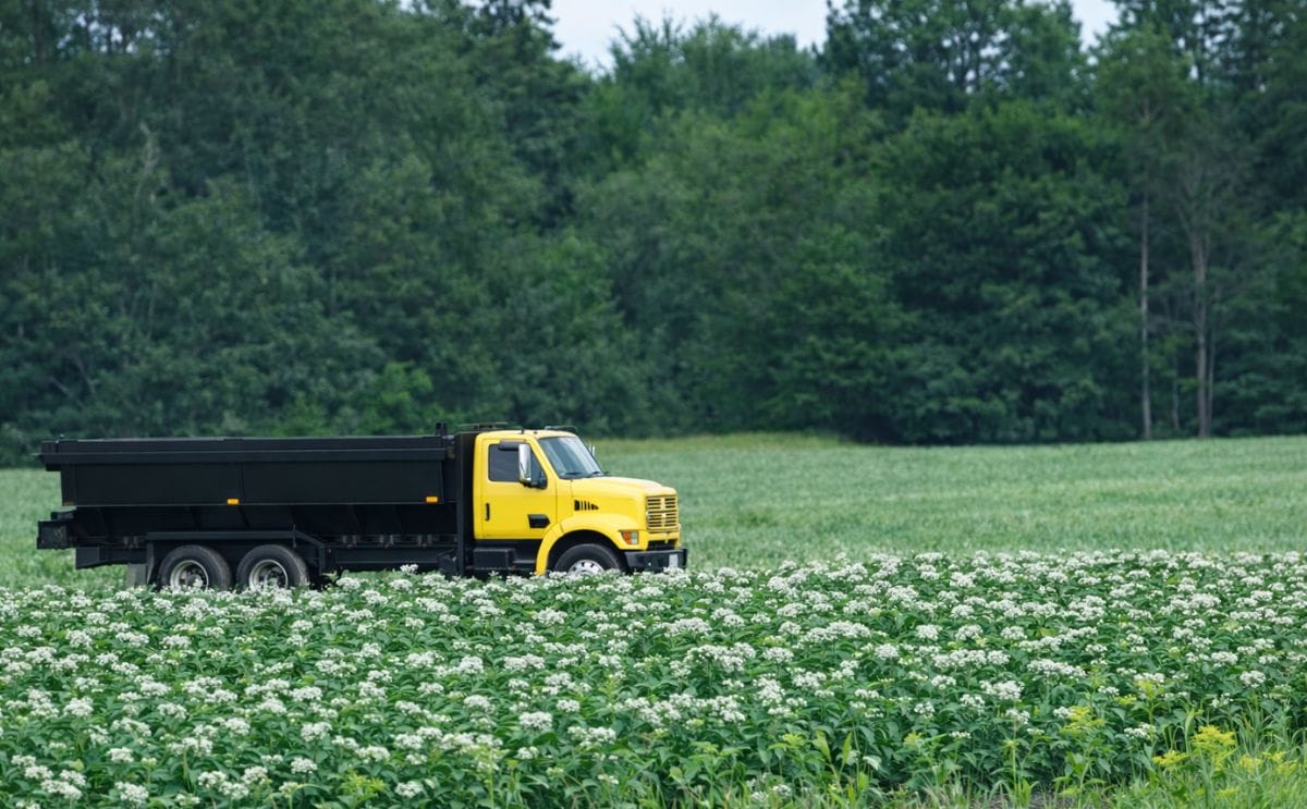 Maine potatoes recovering after wet and soggy season