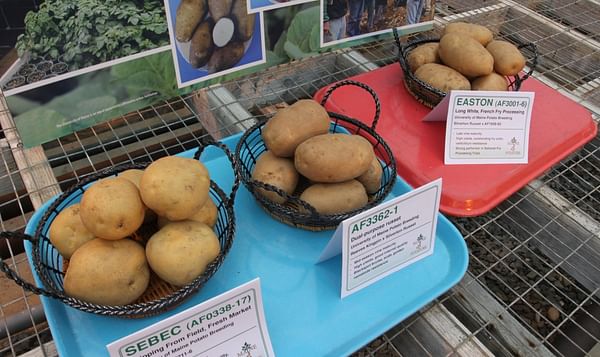 Maine: Potato Variety Caribou Russet has had a slow start