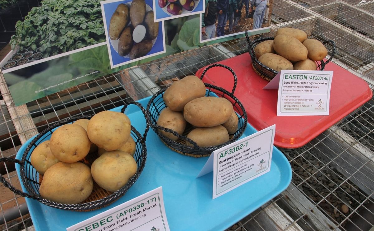 Three potato varieties developed in Maine: Sebec, Caribou Russet (AF3362-1) and Easton