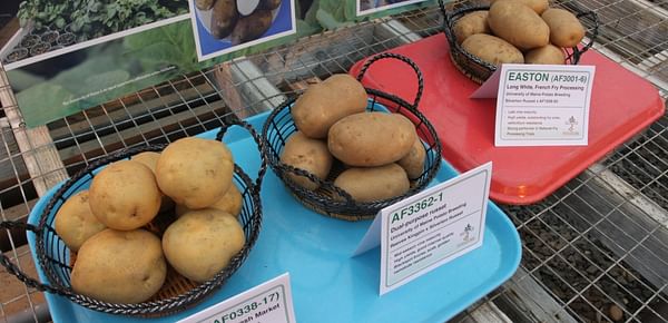 Maine: Potato Variety Caribou Russet has had a slow start