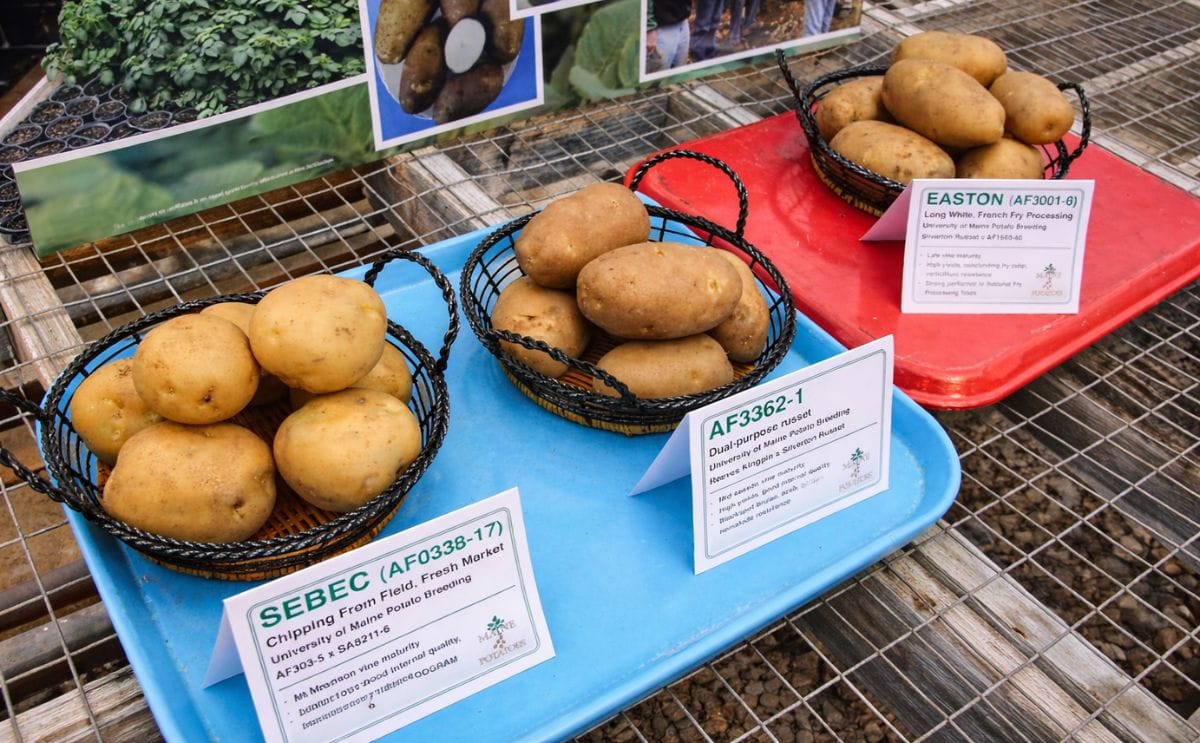 Maine: Potato Variety Caribou Russet has had a slow start
