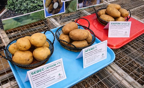 Three potato varieties developed in Maine: Sebec, Caribou Russet (AF3362-1) and Easton Three potato varieties developed in Maine: Sebec, Caribou Russet (AF3362-1) and Easton