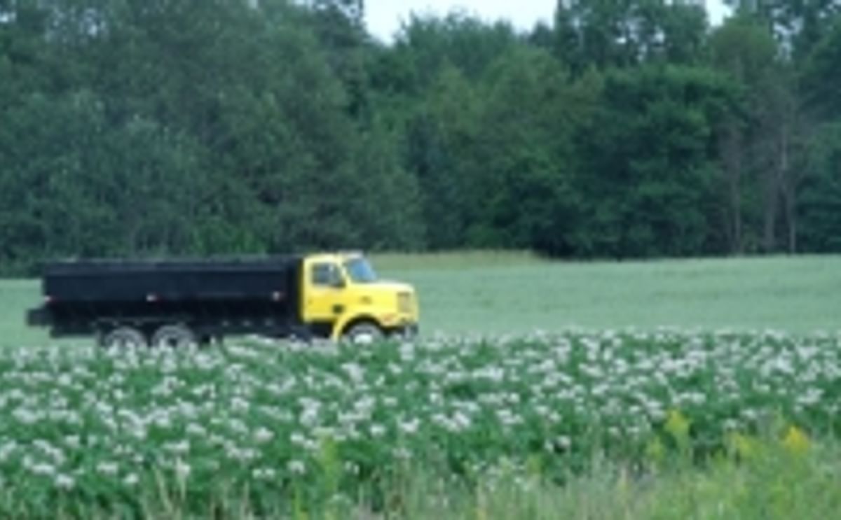 Maine potato field impression Maine potato field impression