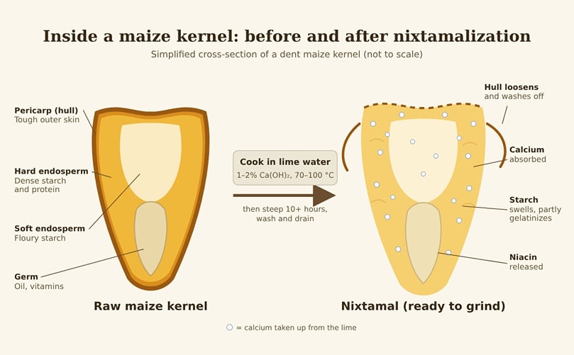 Inside a maize kernel before and after nixtamalization. Illustration created for this article. Inside a maize kernel before and after nixtamalization. Illustration created for this article.