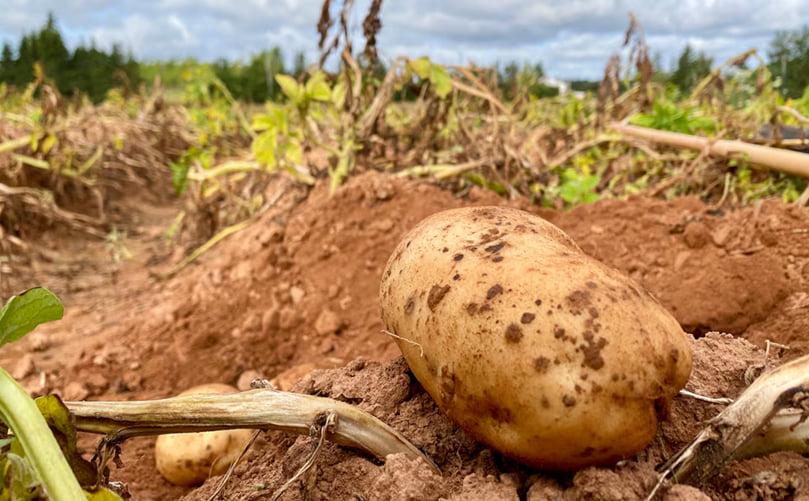 Major Risks Facing Potato Production Worldwide Major Risks Facing Potato Production Worldwide
