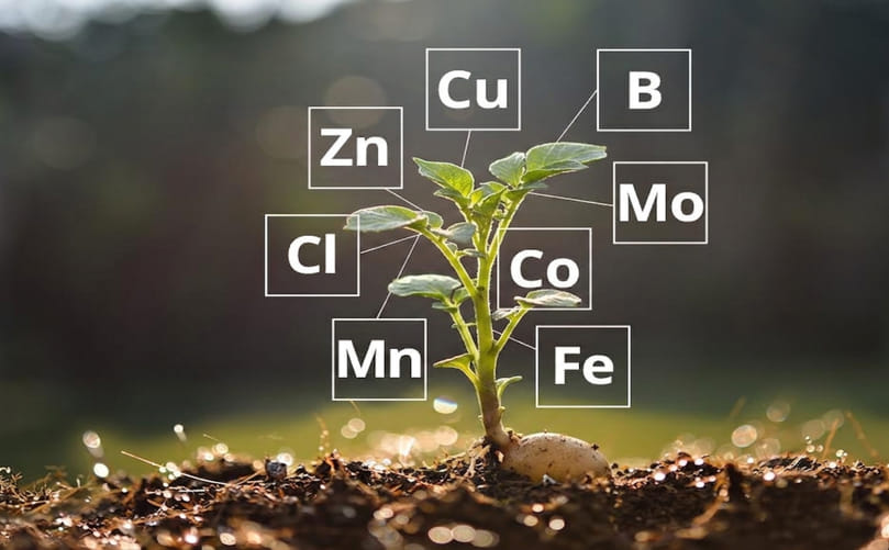 Essential Micronutrients for Healthy Potato Growth and Tuber Development