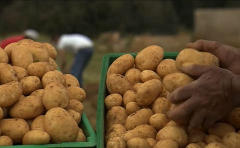 Harvesting potatoes in Malta (Courtesy: Malta Derby Potatoes)