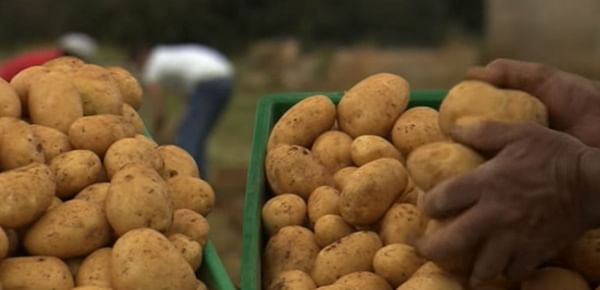Potato Industry of Malta continues to decline
