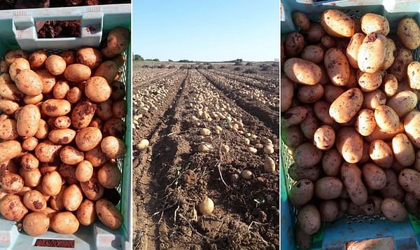 First new potatoes on Malta harvested