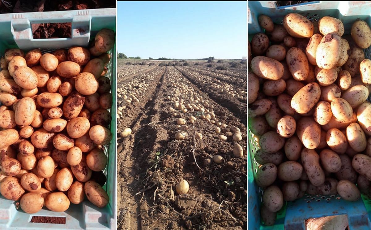 First new potatoes on Malta harvested