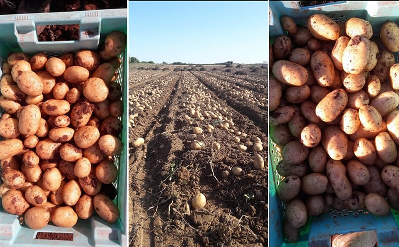 According to Kees Schouten, Malta will be sending fewer potatoes this year. According to Kees Schouten, Malta will be sending fewer potatoes this year.