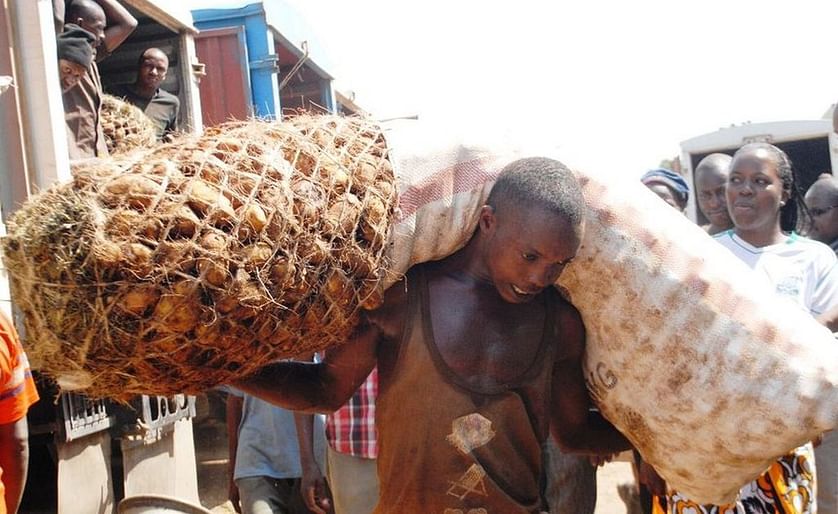 A man carries a heavy long over-packed sack of potatoes. (Courtesy: The Star)