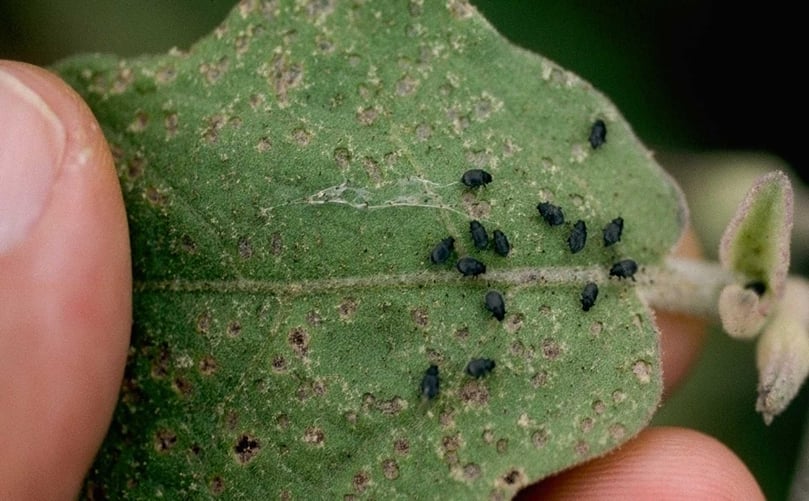 Flea beetle feeding on host plant cabbage seedling Flea beetle feeding on host plant cabbage seedling