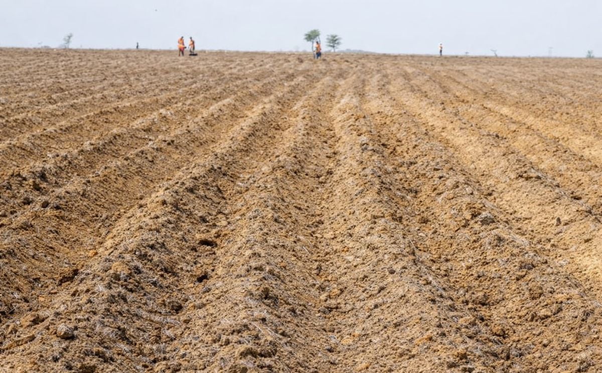 African Development Bank Project will boost Potato cultivation in Nigeria African Development Bank Project will boost Potato cultivation in Nigeria
