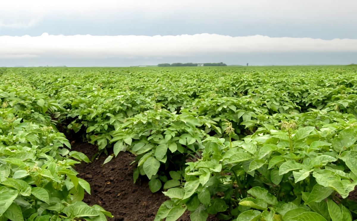 This year, potato acres are expected to fall in Manitoba, Canada, as french fry companies cut back on process potato contracts.