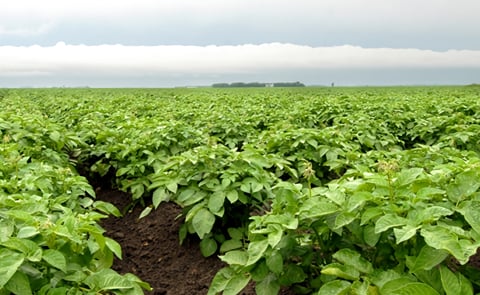 This year, potato acres are expected to fall in Manitoba, Canada, as french fry companies cut back on process potato contracts. This year, potato acres are expected to fall in Manitoba, Canada, as french fry companies cut back on process potato contracts.