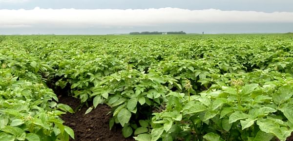 Manitoba potato acres projected to fall