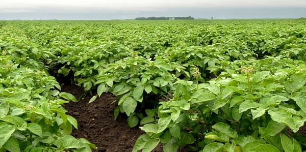 Manitoba potato acres projected to fall