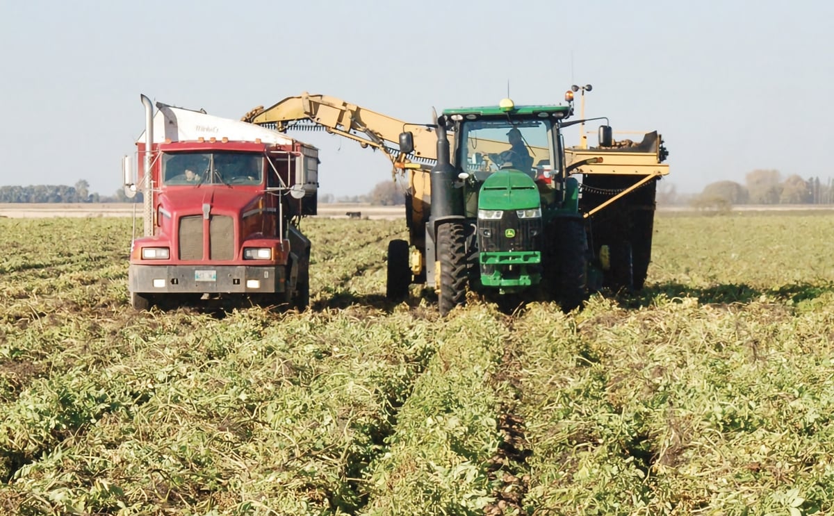 Manitoba faces a potato shortage as 8 percent of acreage goes unharvested Manitoba faces a potato shortage as 8 percent of acreage goes unharvested