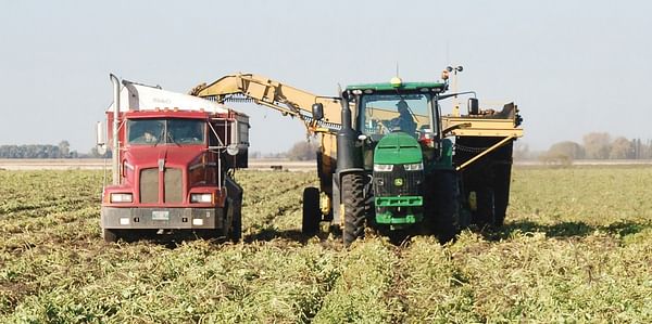 Manitoba faces a potato shortage as 8 percent of acreage goes unharvested