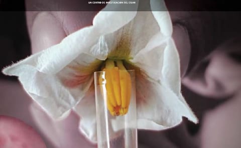 Publican manual sobre biología reproductiva y citológica de la papa Publican manual sobre biología reproductiva y citológica de la papa