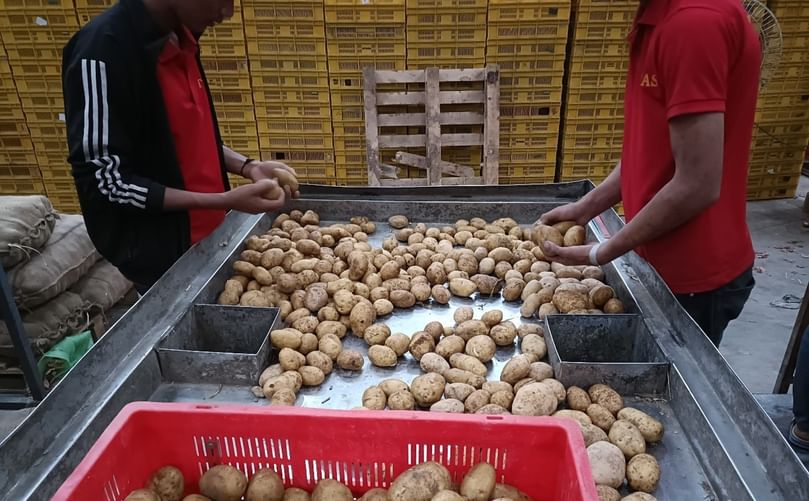 Manual inspection of potatoes in Potato storage centre Gujrat Manual inspection of potatoes in Potato storage centre Gujrat