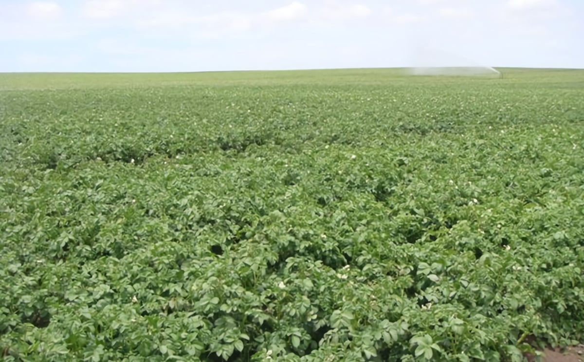 Farm Frites plans potato processing facility in Mar del Plata, Argentina Farm Frites plans potato processing facility in Mar del Plata, Argentina