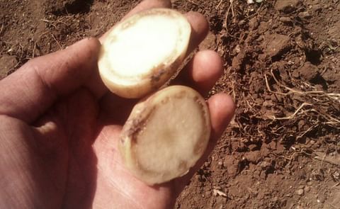 Que es la marchitez bacteriana de la papa? Que es la marchitez bacteriana de la papa?