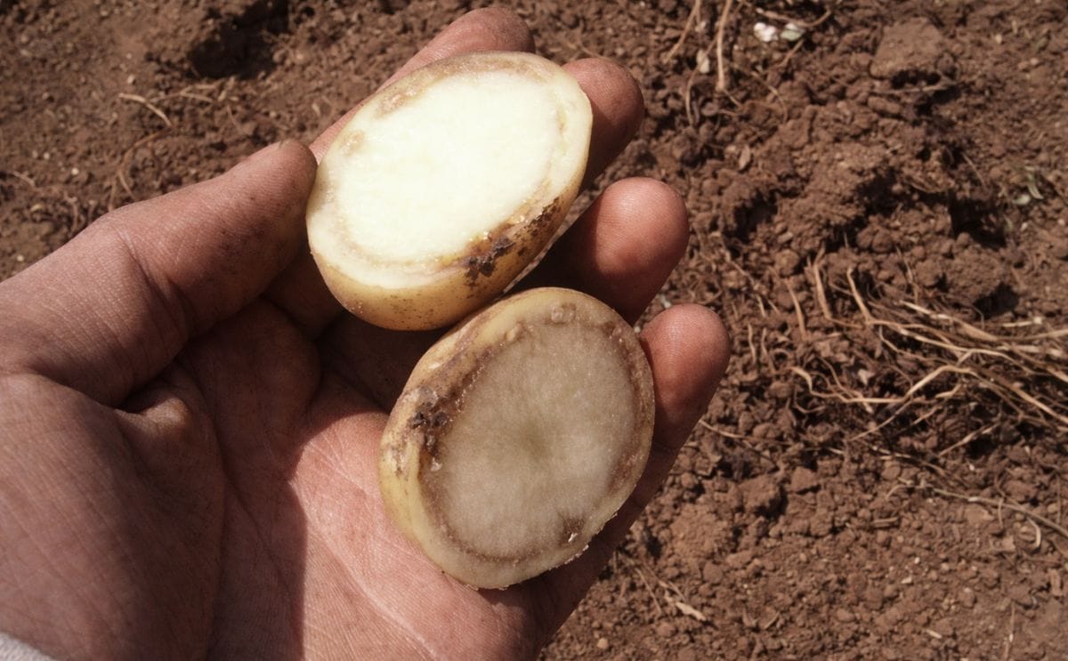 Que es la marchitez bacteriana de la papa?