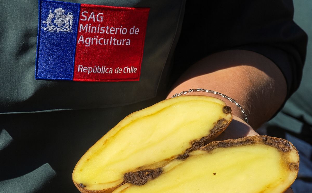 Marchitez Bacteriana de la papa: una grave amenaza para los productores chilenos