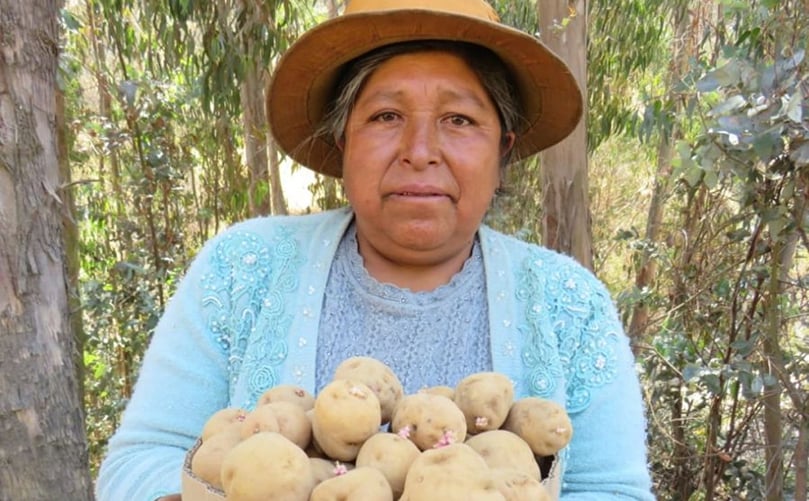Mariluz Cardenas with CIP-Matilde tubers Mariluz Cardenas with CIP-Matilde tubers