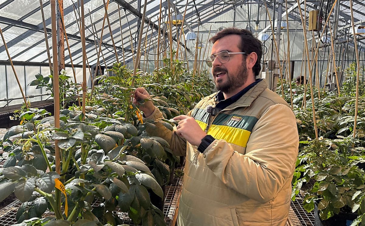 Assistant Professor of Potato Breed and Genetics at UMaine Mario Andrade explains the potato breeding process at a university greenhouse