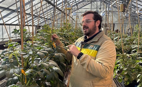 Assistant Professor of Potato Breed and Genetics at UMaine Mario Andrade explains the potato breeding process at a university greenhouse Assistant Professor of Potato Breed and Genetics at UMaine Mario Andrade explains the potato breeding process at a university greenhouse
