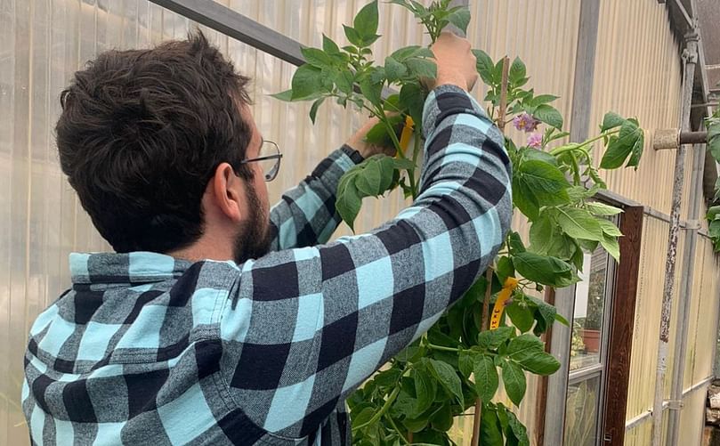 Orono, Maine — January 4, 2023 — Mario Andrade, new head of the University of Maine’s potato breeding program, works on a potato plant at the university’s Orono breeding facility in June. (Courtesy University of Maine)