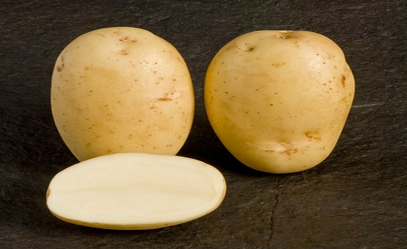 Maris Piper (Courtesy: Potato Council Variety Database / SASA)