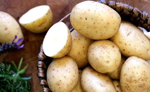 In Great Britain, Maris Piper is still by a wide margin the most grown potato variety. In Great Britain, Maris Piper is still by a wide margin the most grown potato variety.