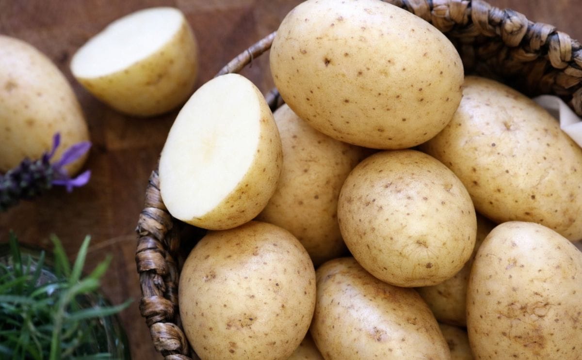 In Great Britain, Maris Piper is still by a wide margin the most grown potato variety.