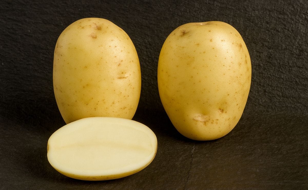 Maris Piper (Courtesy: Potato Council Variety Database / SASA)p